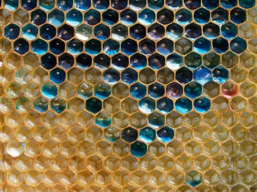 bees_blue_honey.jpg.560x0_q80_crop-smart